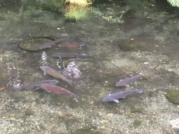 日吉神社の動物
