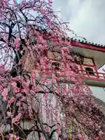 成願寺(東京都)