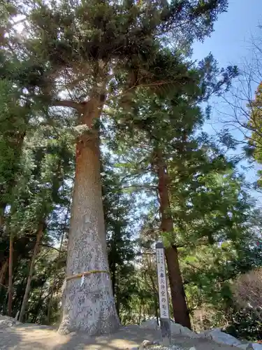 三春大神宮の自然