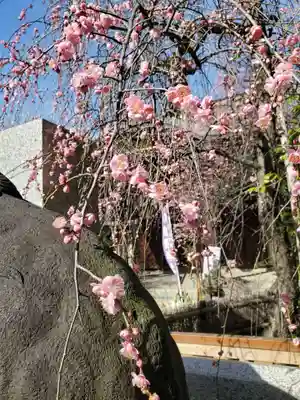 牛天神北野神社(東京都)