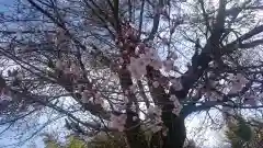 大山祇神社の自然