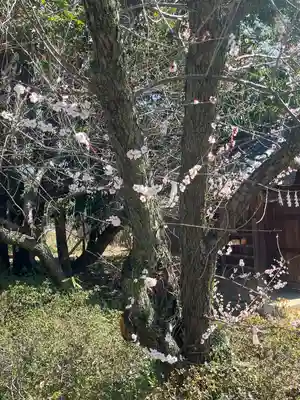 玉敷神社(埼玉県)