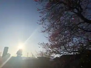 法源寺の自然 2021年03月13日(土)〜(2021年03月12日(金) 08時27分48秒投稿)