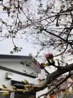 總社 和田八幡宮の自然