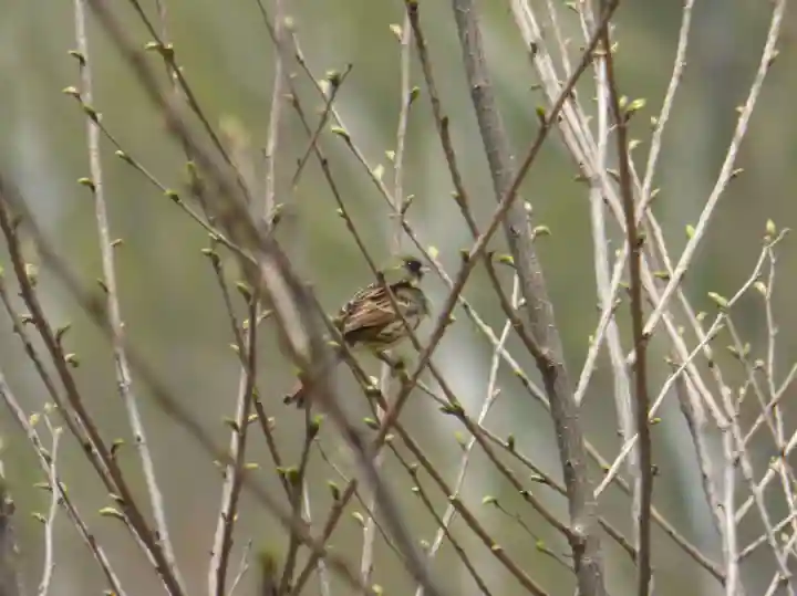 留辺蘂神社の動物
