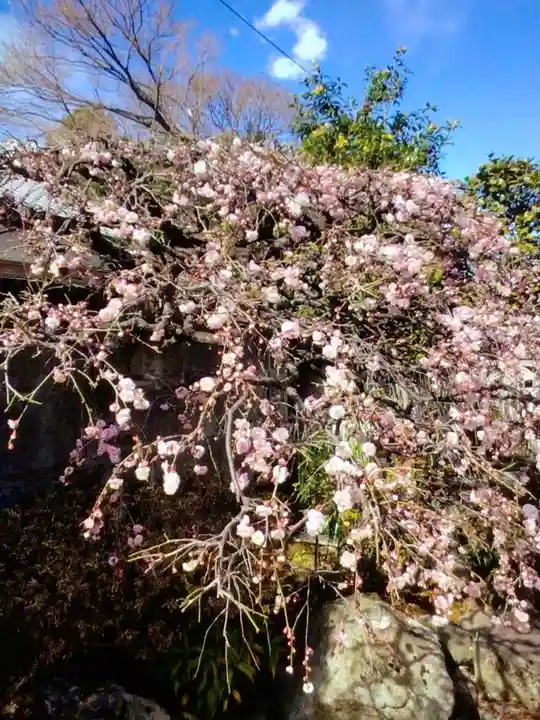 松應寺(東京都)