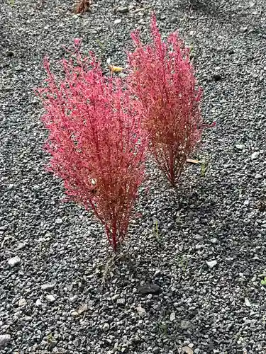 高司神社〜むすびの神の鎮まる社〜の自然