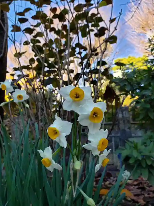鳩森八幡神社の自然