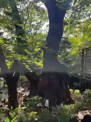 來宮神社(静岡県)