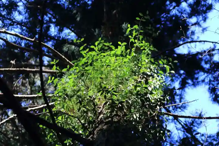 鹿島大神宮の自然