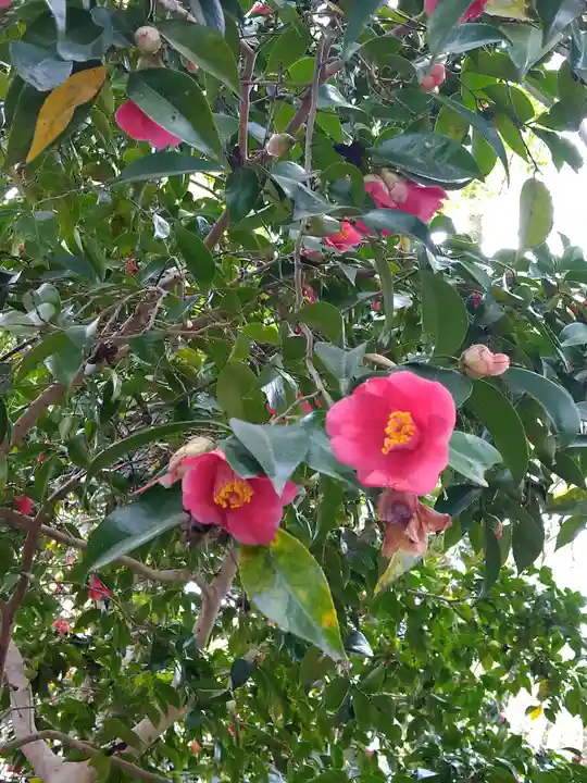 河合神社(鴨川合坐小社宅神社)の自然