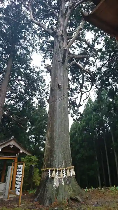 新山神社の自然