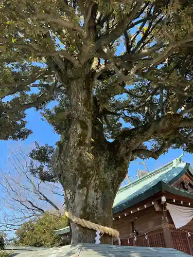 足利織姫神社(栃木県)