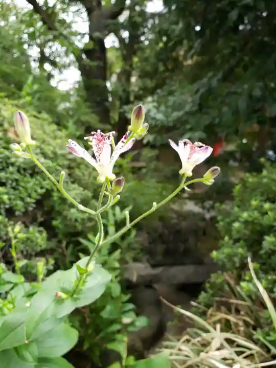阿佐ヶ谷神明宮(東京都)