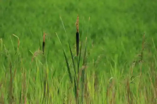 高司神社〜むすびの神の鎮まる社〜の自然
