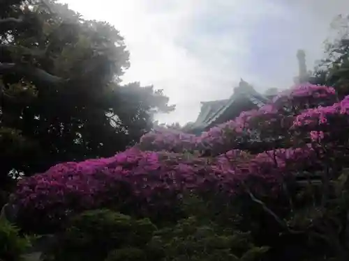 安養院　(田代寺）の自然