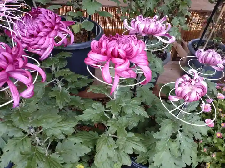 普光寺(新潟県)