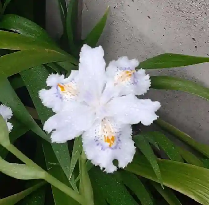 西方山極楽寺(岐阜県)