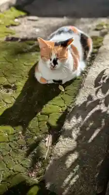 京都大神宮(京都府)