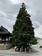 長福寺の自然