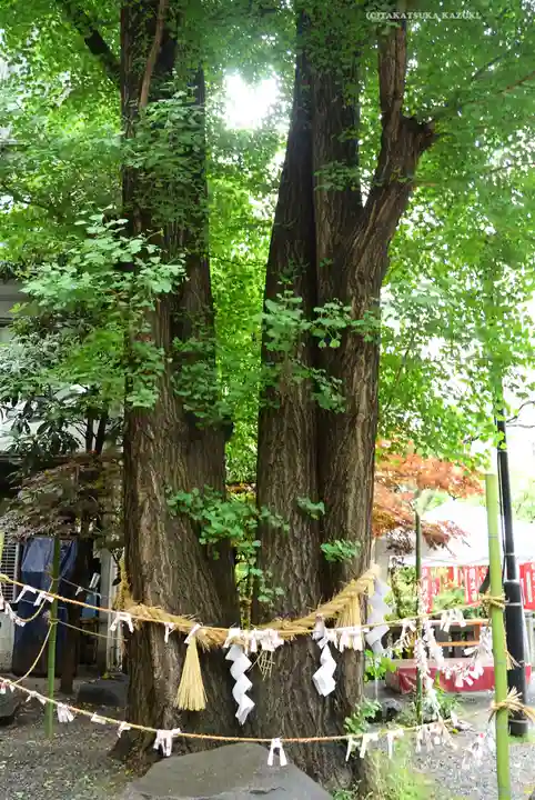 日本橋日枝神社(東京都)