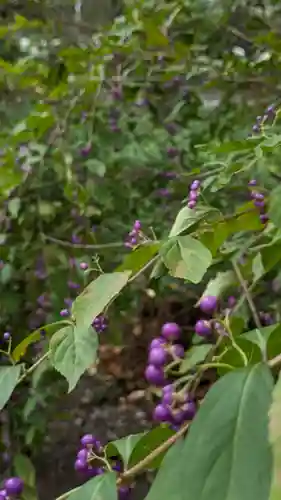平野神社(京都府)