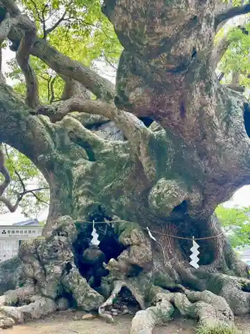 青幡神社(佐賀県)