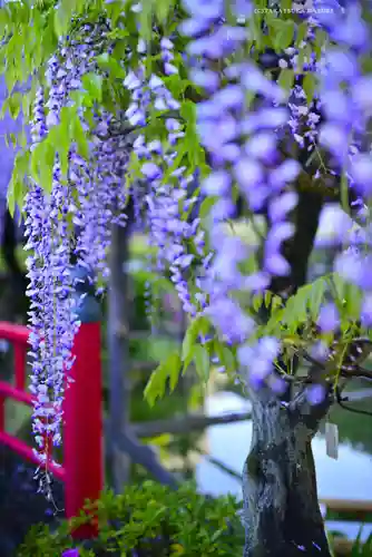 亀戸天神社(東京都)