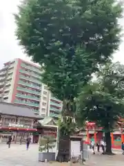 神田神社（神田明神）の自然