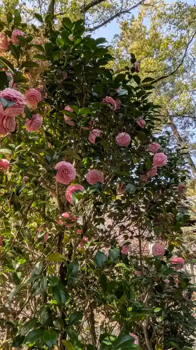 向日神社(京都府)