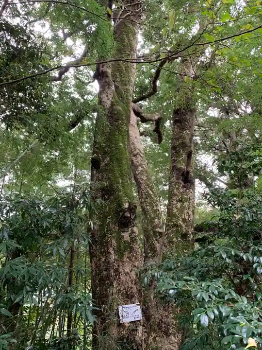 熊野神社の自然