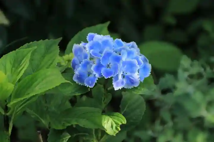 豊景神社の自然