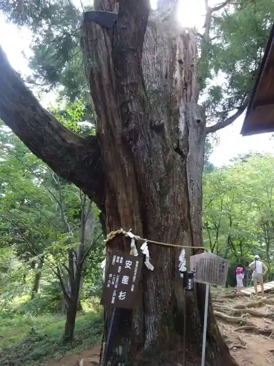 産安社(武蔵御嶽神社摂社)の自然