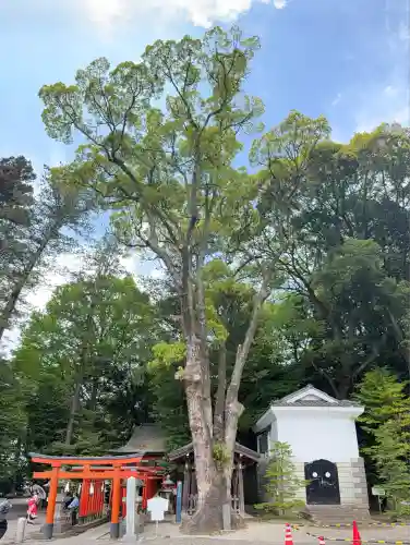 宇都宮二荒山神社(栃木県)
