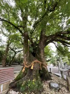 大麻比古神社(徳島県)