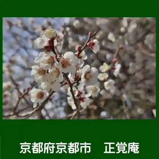 正覚庵(京都府)