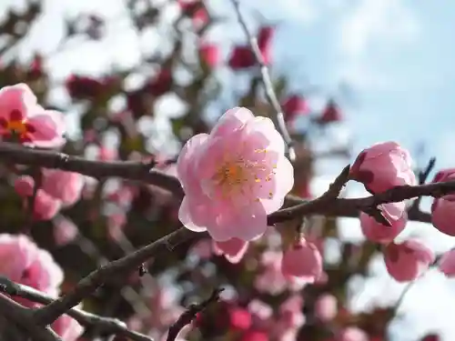 神戸神社の自然