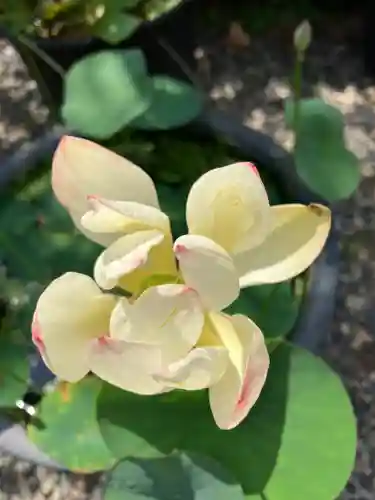 行願寺（革堂）(京都府)