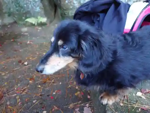 六甲比命大善神社の動物