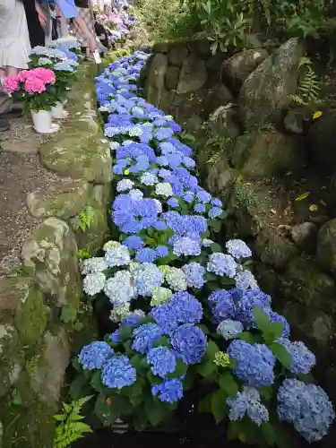 岡寺（龍蓋寺）(奈良県)