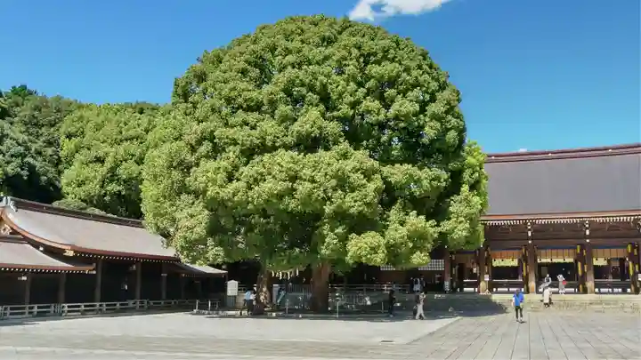 明治神宮の自然