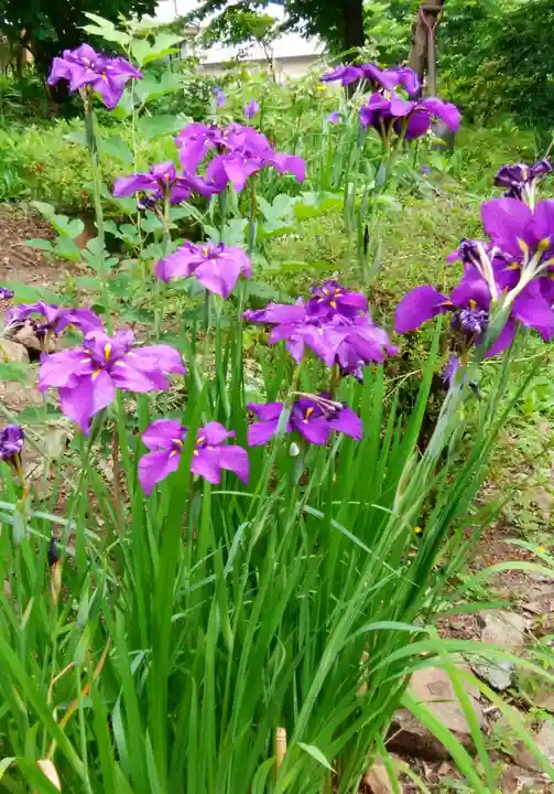 虻田神社の自然