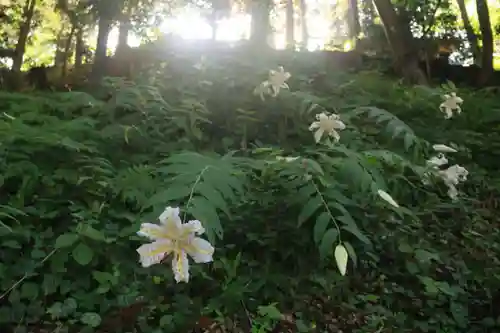 三春大神宮の自然