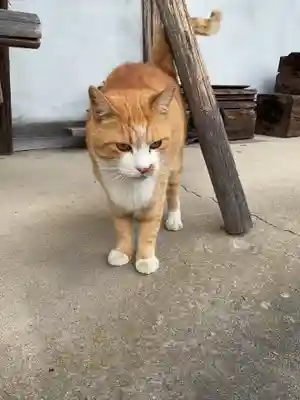 一心寺・一心禅寺の動物