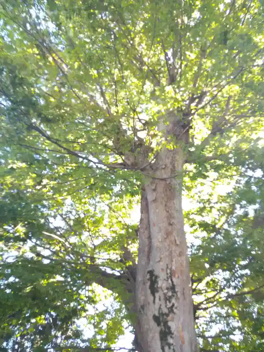 春日神社の自然