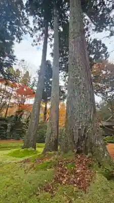 三千院門跡(京都府)