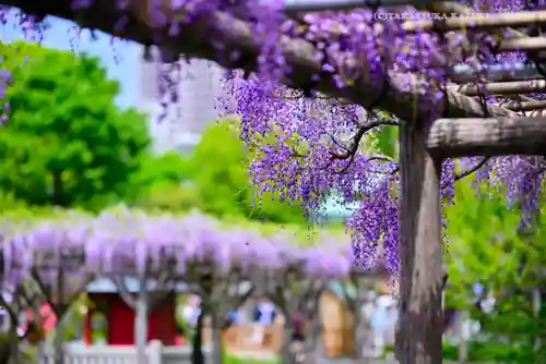亀戸天神社(東京都)