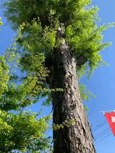 熊野大神社の自然