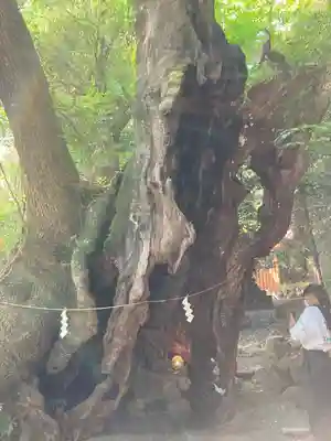 來宮神社(静岡県)