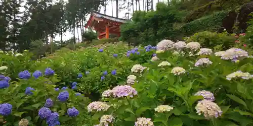 三室戸寺の庭園